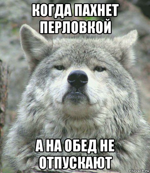 когда пахнет перловкой а на обед не отпускают, Мем    Гордый волк