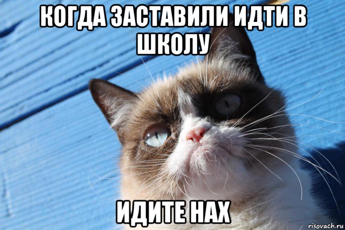 когда заставили идти в школу идите нах, Мем  grumpy cat