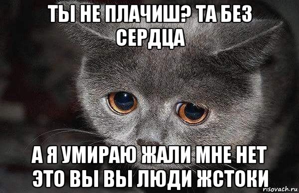 ты не плачиш? та без сердца а я умираю жали мне нет это вы вы люди жстоки, Мем  Грустный кот