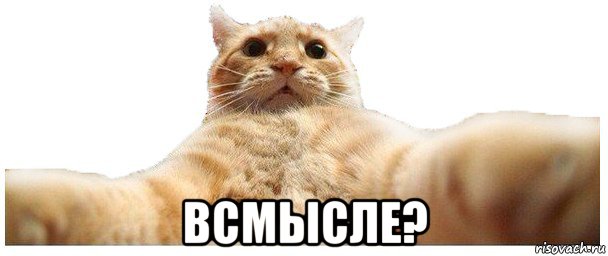  всмысле?, Мем   Кэтсвилл