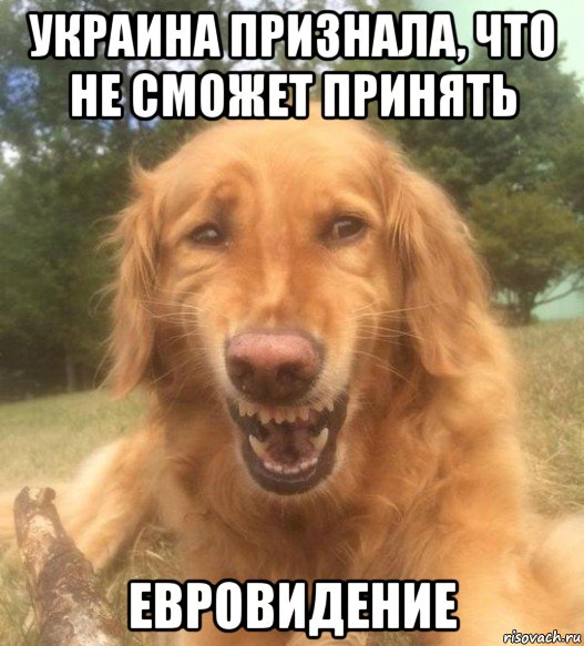 украина признала, что не сможет принять евровидение, Мем   Когда увидел что соседского кота отнесли в чебуречную