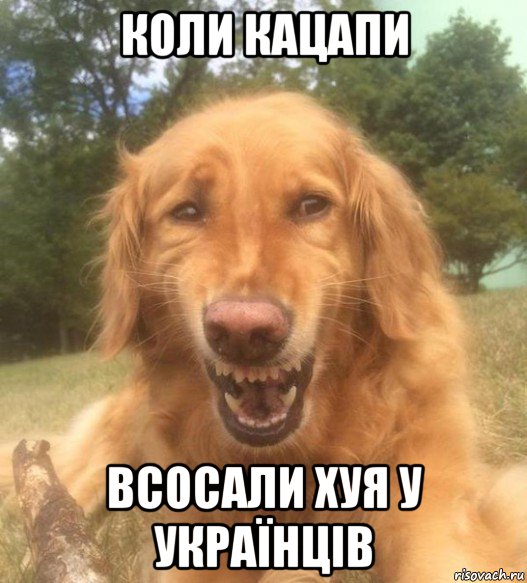 коли кацапи всосали хуя у українців, Мем   Когда увидел что соседского кота отнесли в чебуречную