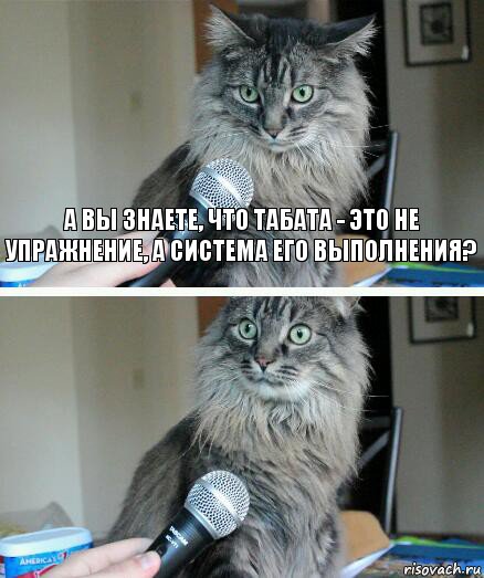 а вы знаете, что табата - это не упражнение, а система его выполнения? , Комикс  кот с микрофоном