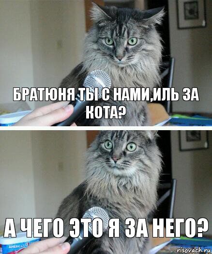 братюня ты с нами,иль за кота? а чего это я за него?, Комикс  кот с микрофоном