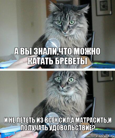 А Вы знали,что можно катать бреветы И не лететь из всех сил,а матрасить,и получать удовольствие?, Комикс  кот с микрофоном