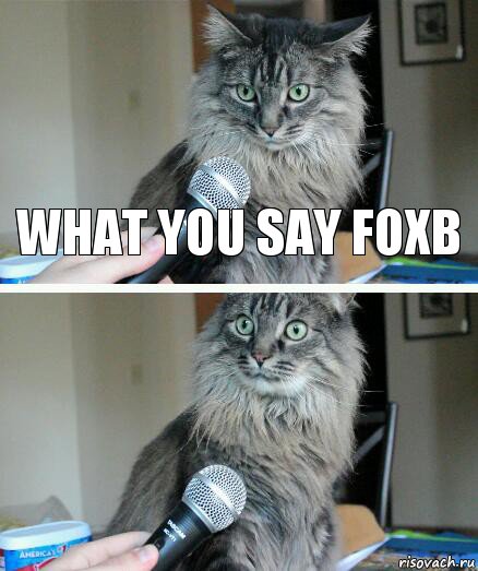 WHAT YOU SAY FOXB , Комикс  кот с микрофоном