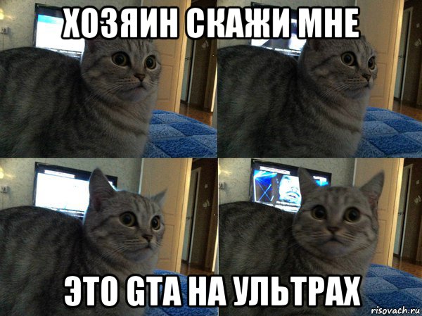 хозяин скажи мне это gta на ультрах, Мем  Кот в шоке