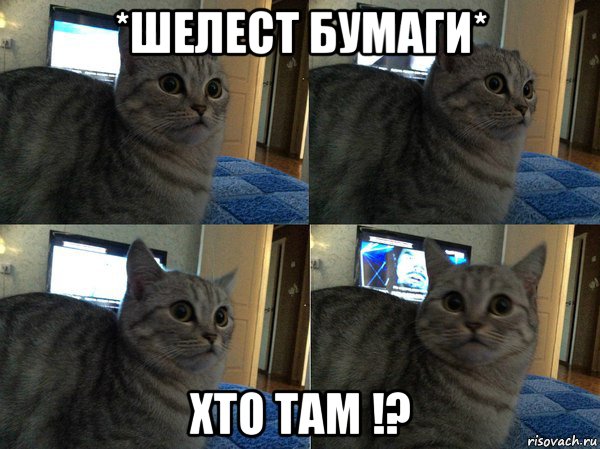 *шелест бумаги* хто там !?, Мем  Кот в шоке