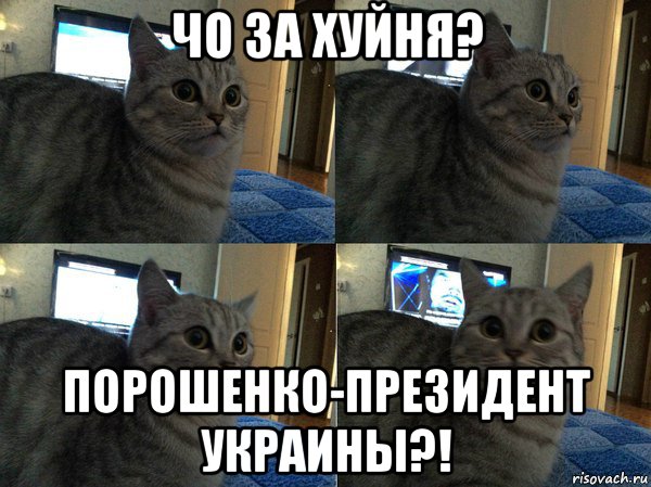 чо за хуйня? порошенко-президент украины?!, Мем  Кот в шоке