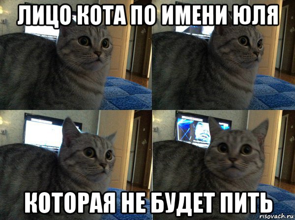 лицо кота по имени юля которая не будет пить, Мем  Кот в шоке