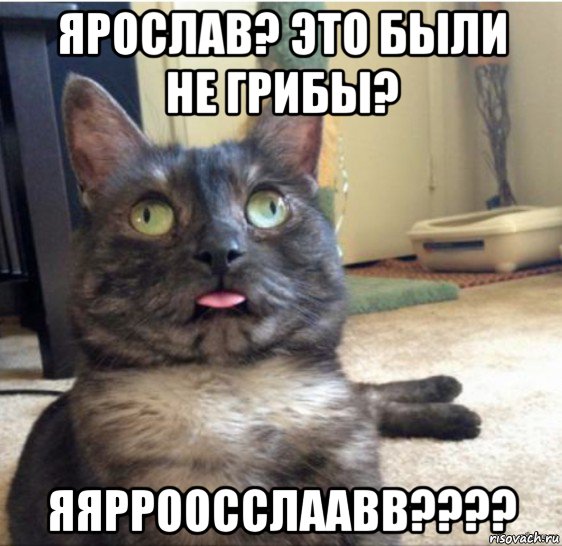 ярослав? это были не грибы? яярроосслаавв????, Мем   Кот завис