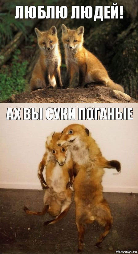 люблю людей! ах вы суки поганые, Комикс Лисицы