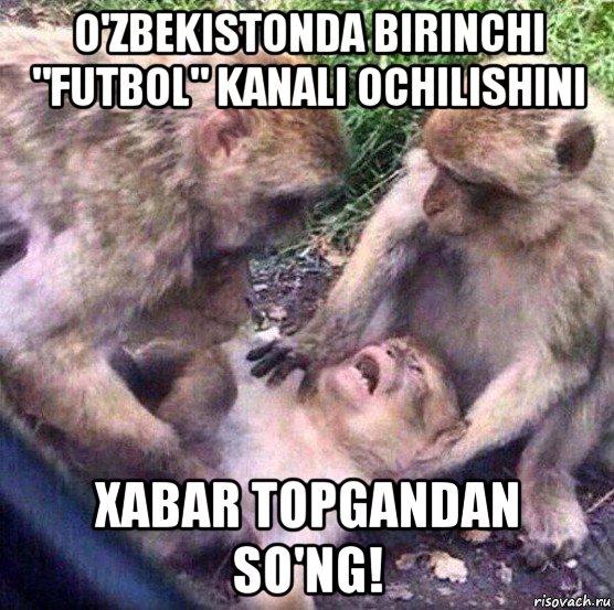 o'zbekistonda birinchi "futbol" kanali ochilishini xabar topgandan so'ng!, Мем Обезьяны