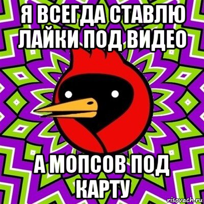 я всегда ставлю лайки под видео а мопсов под карту, Мем Омская птица