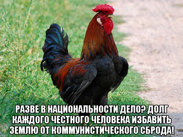  разве в национальности дело? долг каждого честного человека избавить землю от коммунистического сброда!, Мем петух