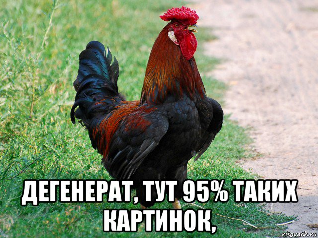  дегенерат, тут 95% таких картинок,