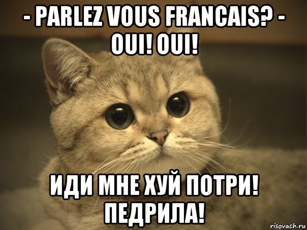 - parlez vous francais? - oui! oui! иди мне хуй потри! педрила!, Мем Пидрила ебаная котик