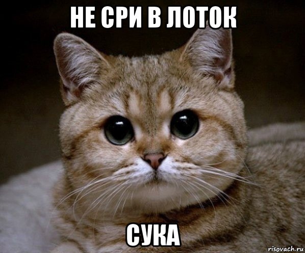 не сри в лоток сука