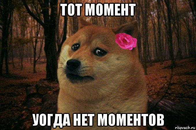 тот момент уогда нет моментов, Мем  SAD DOGE GIRL