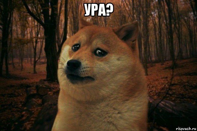 ура? , Мем SAD DOGE