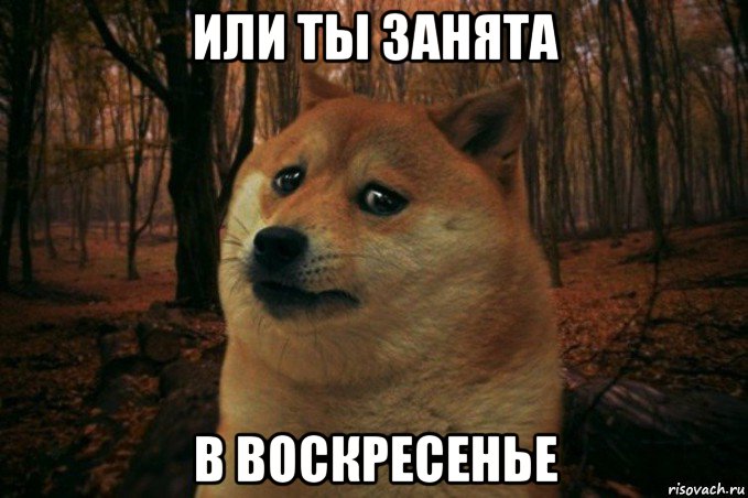 или ты занята в воскресенье, Мем SAD DOGE