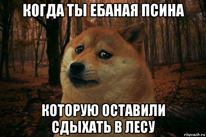 когда ты ебаная псина которую оставили сдыхать в лесу, Мем SAD DOGE