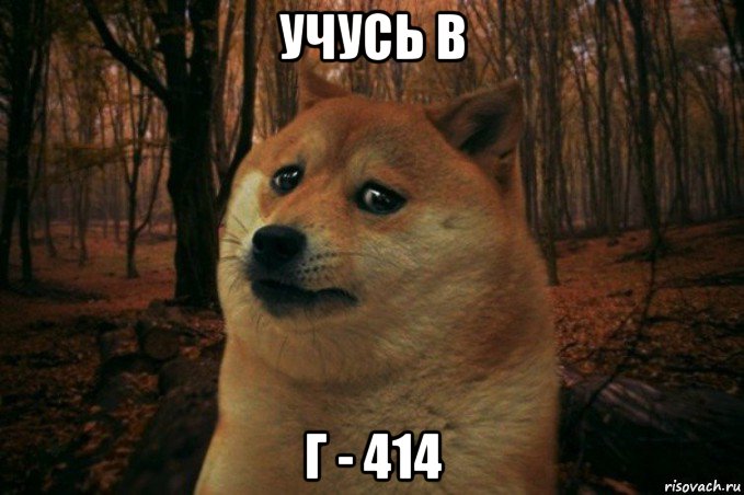 учусь в г - 414, Мем SAD DOGE