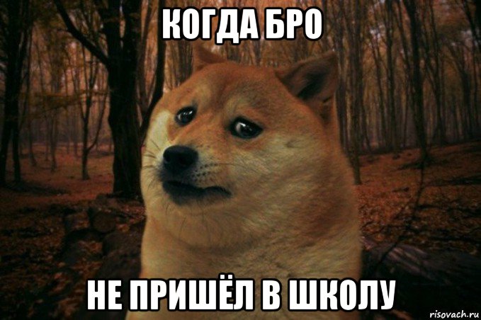 когда бро не пришёл в школу, Мем SAD DOGE