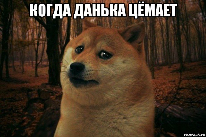 когда данька цёмает , Мем SAD DOGE