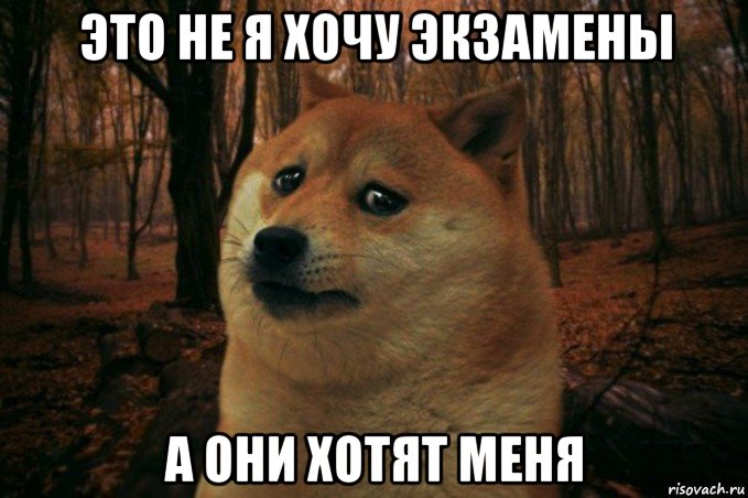 это не я хочу экзамены а они хотят меня, Мем SAD DOGE