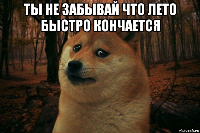 ты не забывай что лето быстро кончается , Мем SAD DOGE