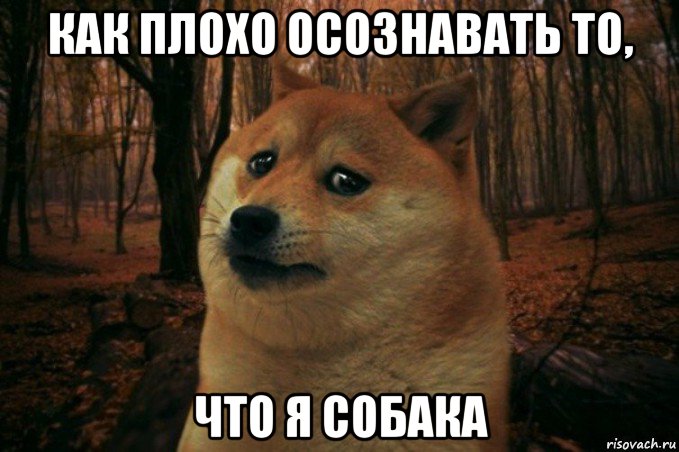 как плохо осознавать то, что я собака, Мем SAD DOGE