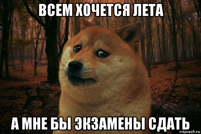 всем хочется лета а мне бы экзамены сдать, Мем SAD DOGE