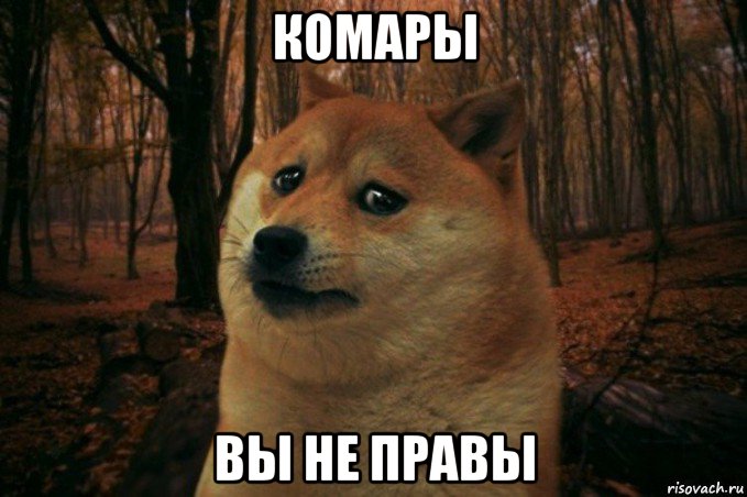 комары вы не правы, Мем SAD DOGE