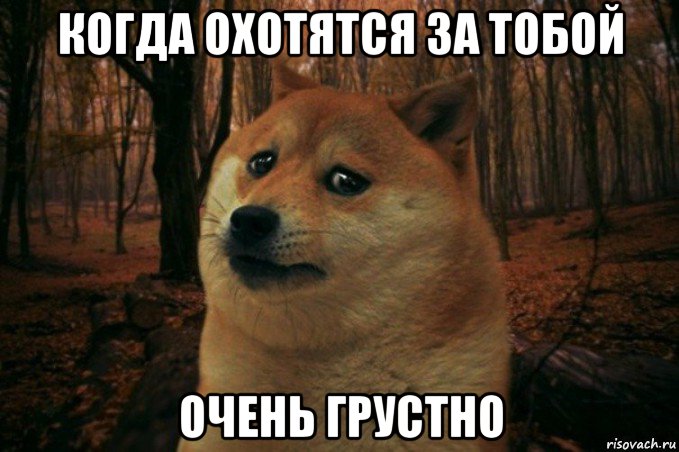 когда охотятся за тобой очень грустно, Мем SAD DOGE