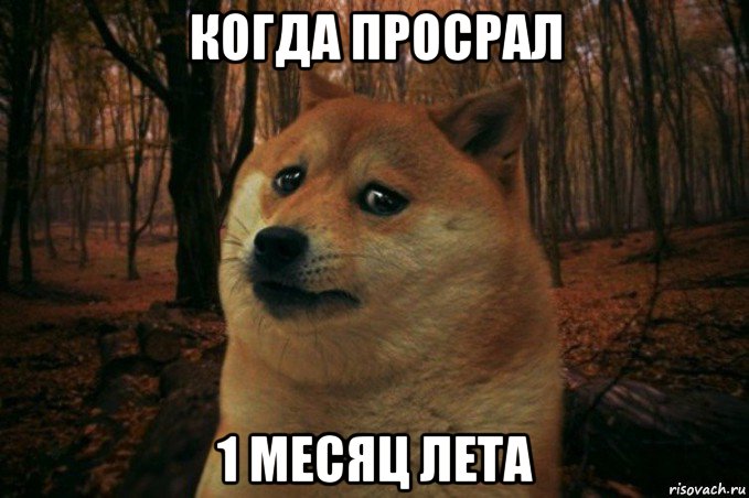 когда просрал 1 месяц лета, Мем SAD DOGE