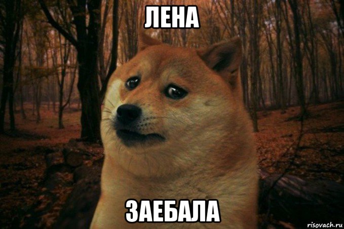 лена заебала, Мем SAD DOGE