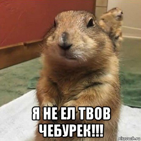  я не ел твов чебурек!!!, Мем Суслик спрашивает