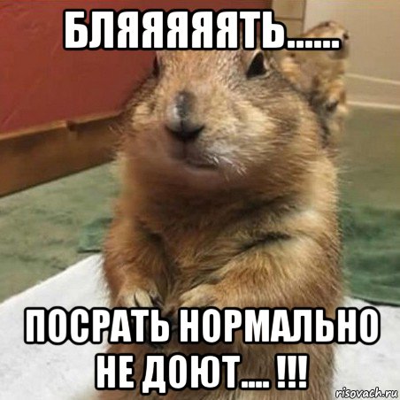 бляяяяять...... посрать нормально не доют.... !!!, Мем Суслик спрашивает