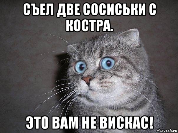 съел две сосиськи с костра. это вам не вискас!, Мем  удивлённый кот