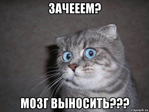 зачееем? мозг выносить???, Мем  удивлённый кот