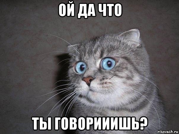 ой да что ты говорииишь?, Мем  удивлённый кот