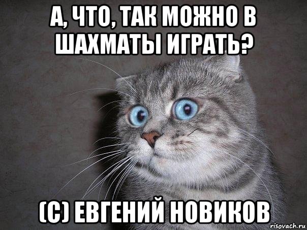 а, что, так можно в шахматы играть? (с) евгений новиков, Мем  удивлённый кот