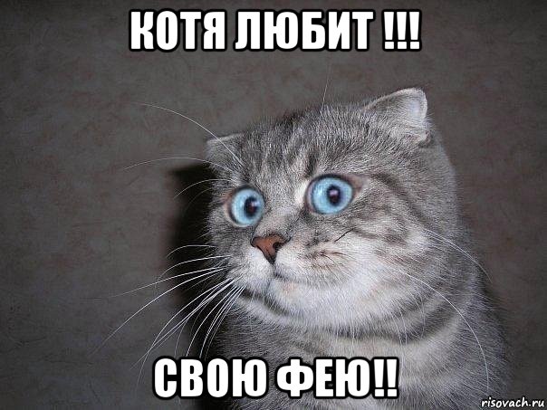 котя любит !!! свою фею!!, Мем  удивлённый кот