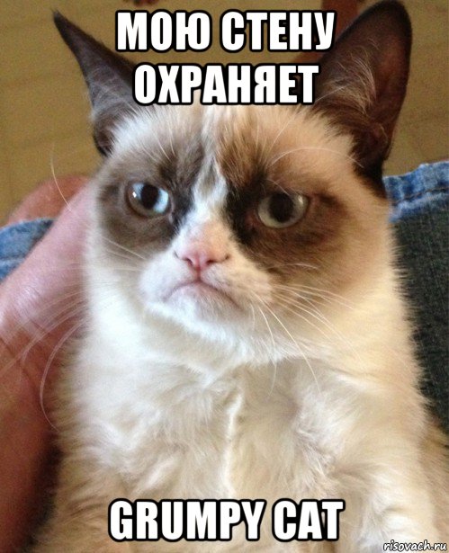 мою стену охраняет grumpy cat, Мем Угрюмый кот