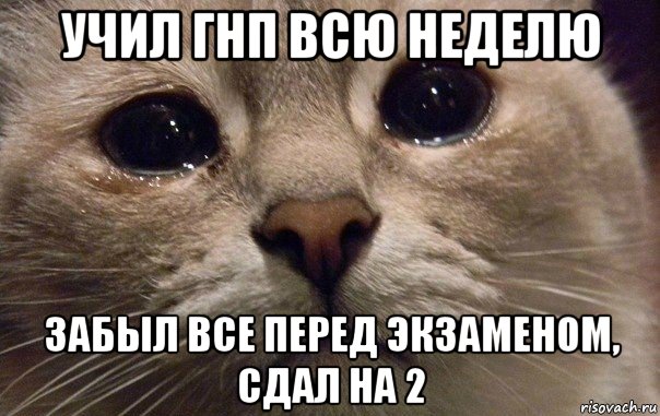 учил гнп всю неделю забыл все перед экзаменом, сдал на 2, Мем   В мире грустит один котик