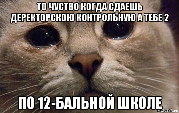 то чуство когда сдаешь деректорскою контрольную а тебе 2 по 12-бальной школе, Мем   В мире грустит один котик