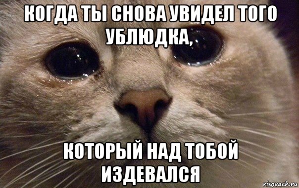 когда ты снова увидел того ублюдка, который над тобой издевался, Мем   В мире грустит один котик