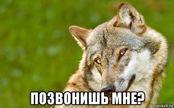  позвонишь мне?, Мем   Volf