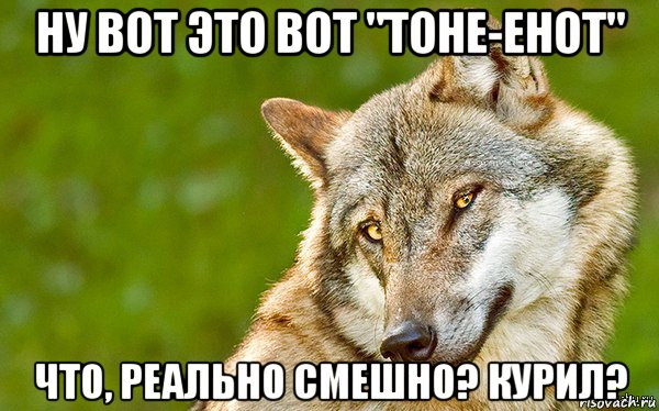 ну вот это вот "тоне-енот" что, реально смешно? курил?, Мем   Volf